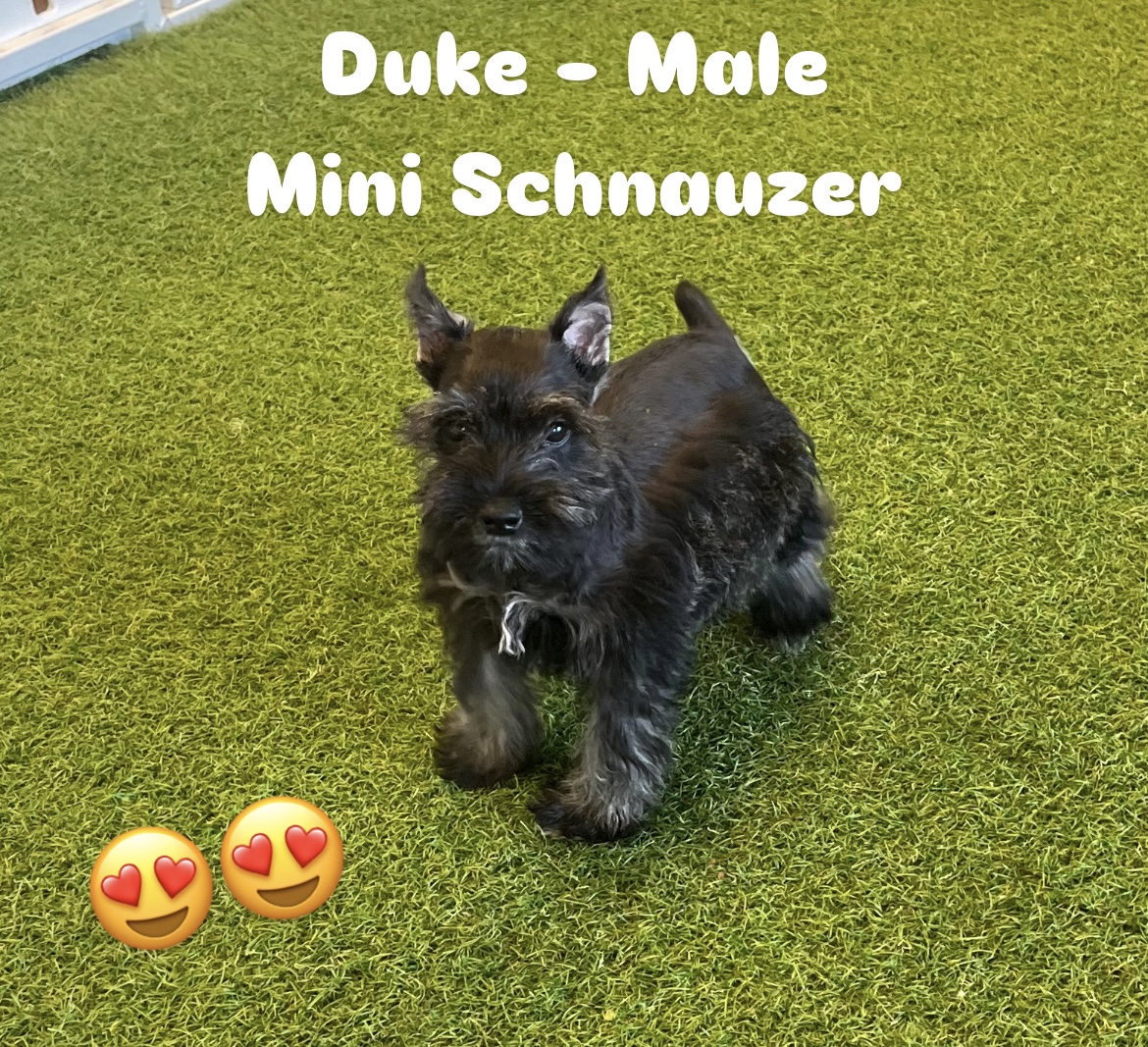 Duke Image #1
