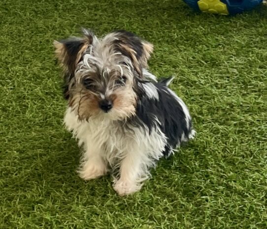 [#242039-06] Tri-Colored M Yorkshire Terrier Puppies For Sale