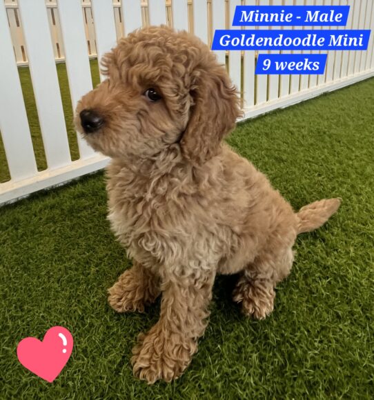 [#242948-04] Red M Goldendoodle Mini Puppies For Sale