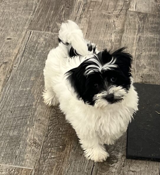 [#242332-05] Black F Havanese Puppies For Sale