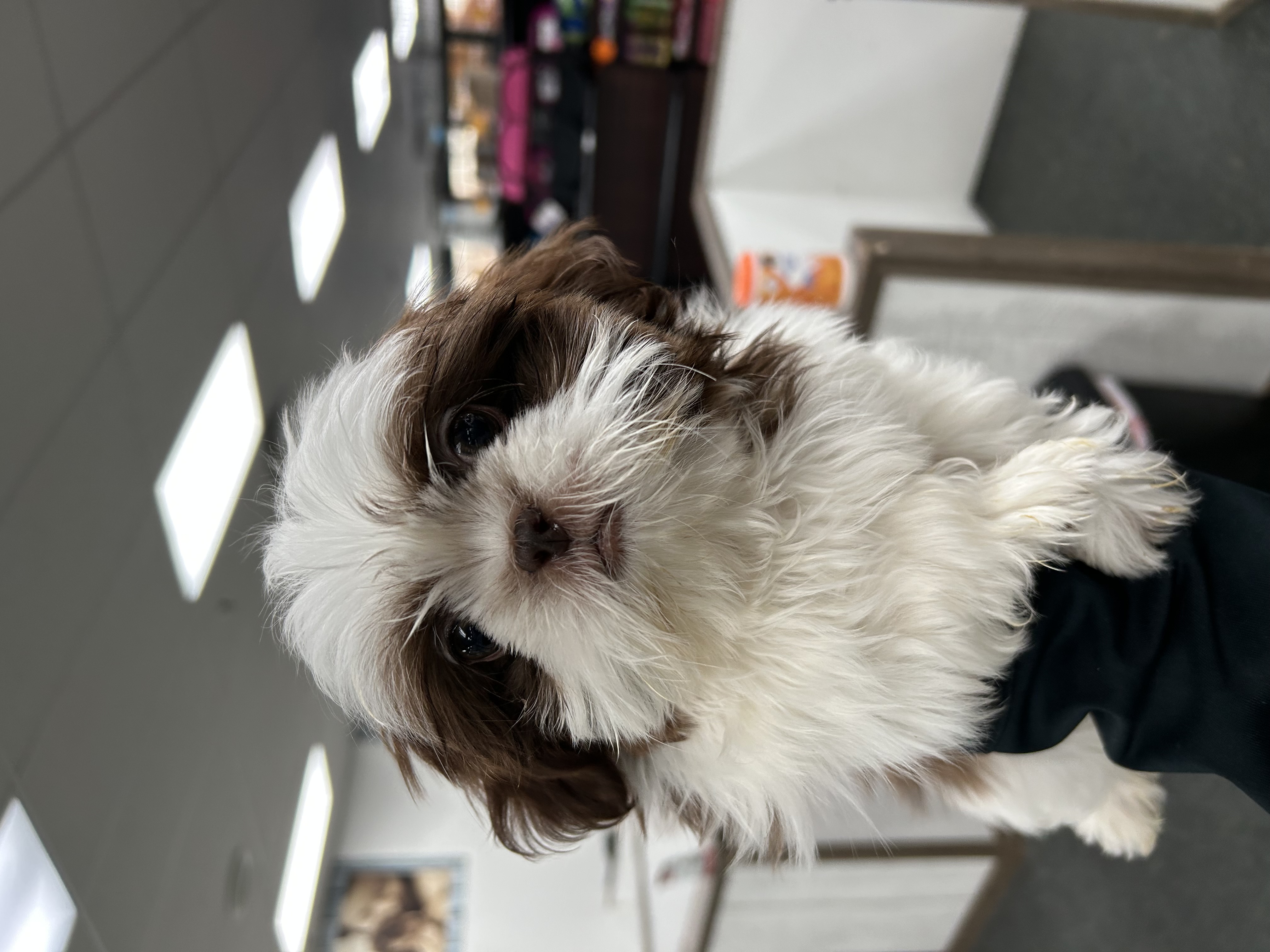 Louie Image #1