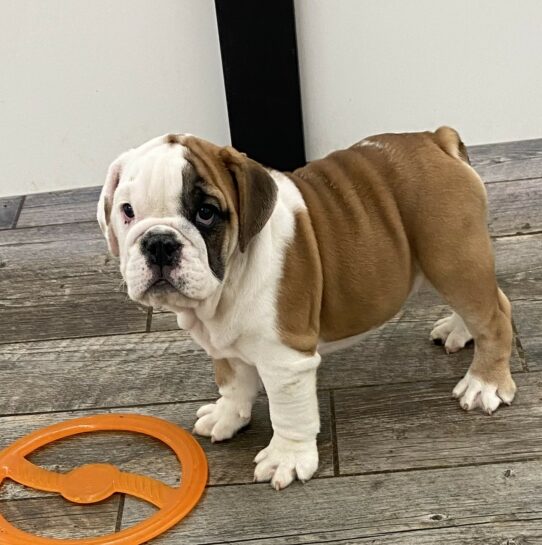 [#242548-05] Red / White F English Bulldog  Puppies For Sale