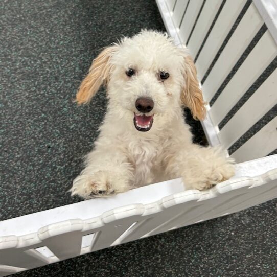[#242494-01] Cream / White M Poodle Mini Puppies For Sale