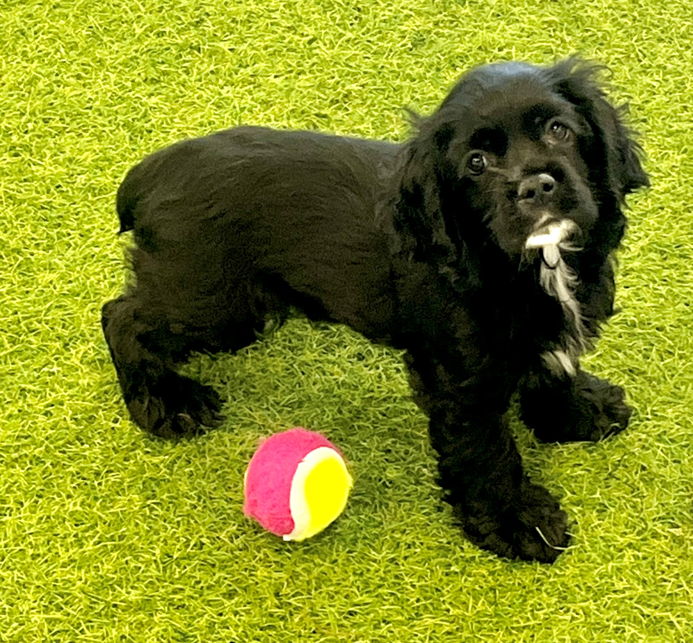 Ollie Image #1