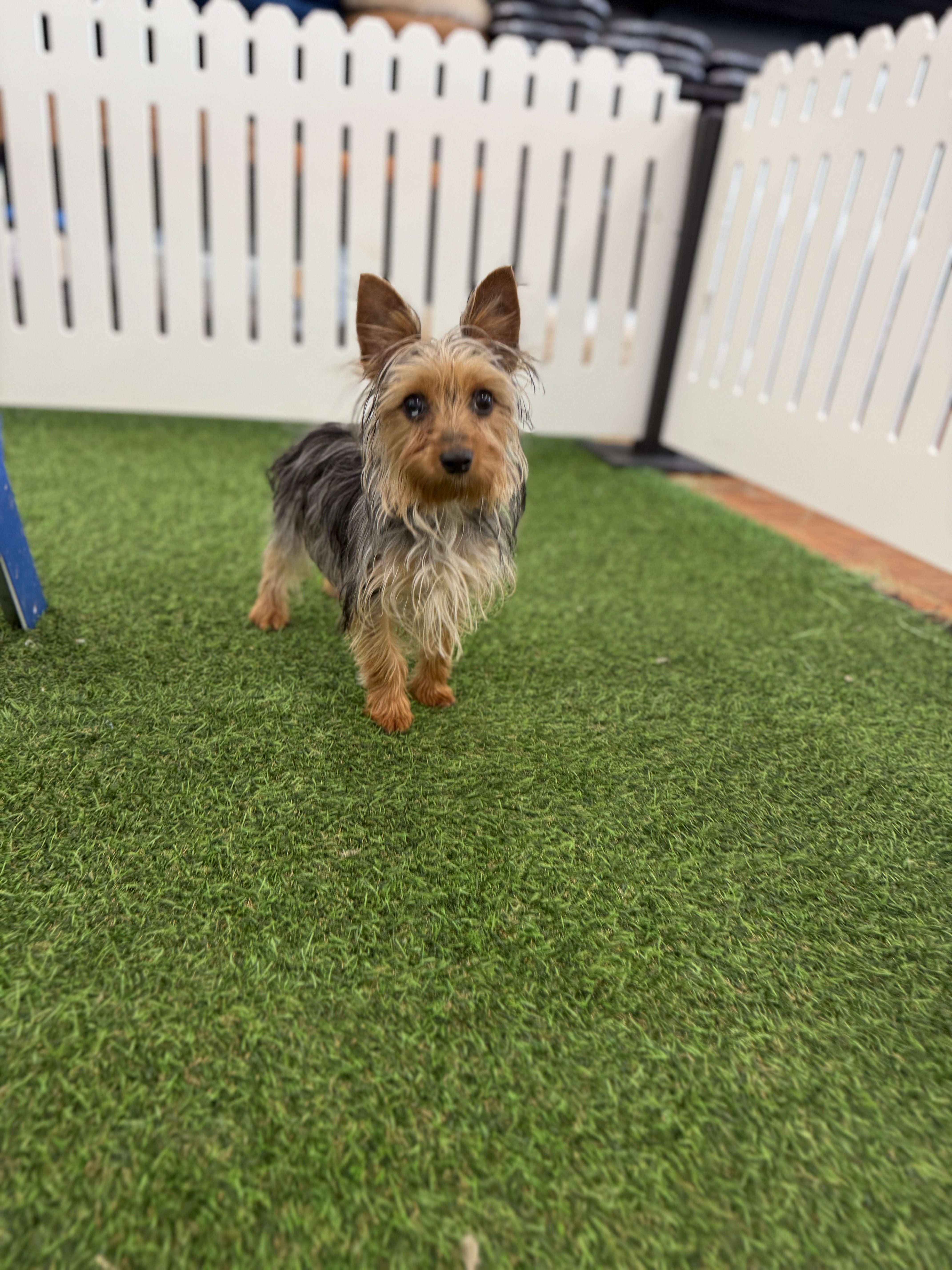 [#242851-03] Blue Merle F Yorkshire Terrier Puppies For Adoption