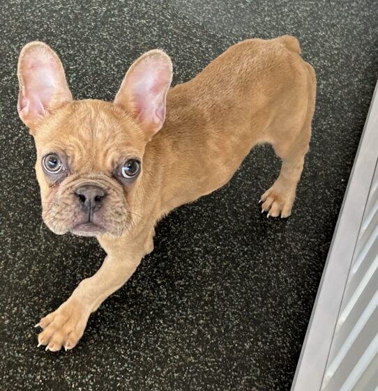 [#242493-01] Fawn M French Bulldog Puppies For Sale