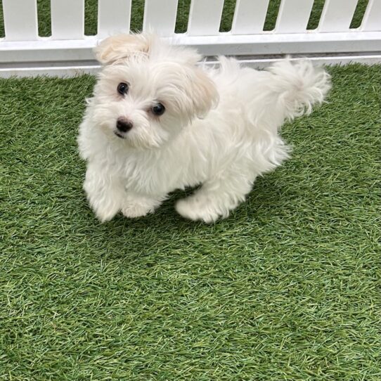 [#242511-07] White / Cream F Havanese Puppies For Sale