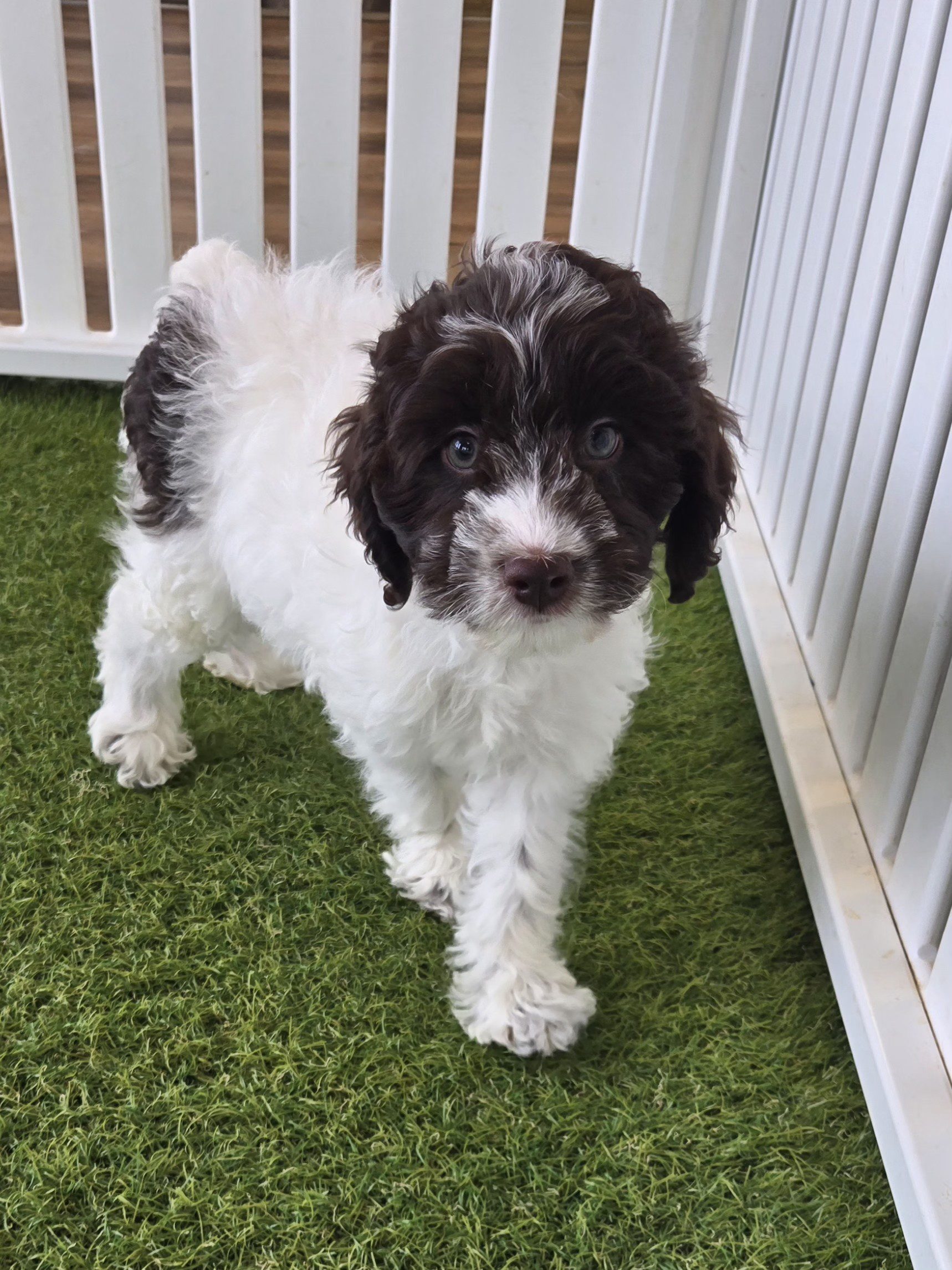 Daisy Image #4