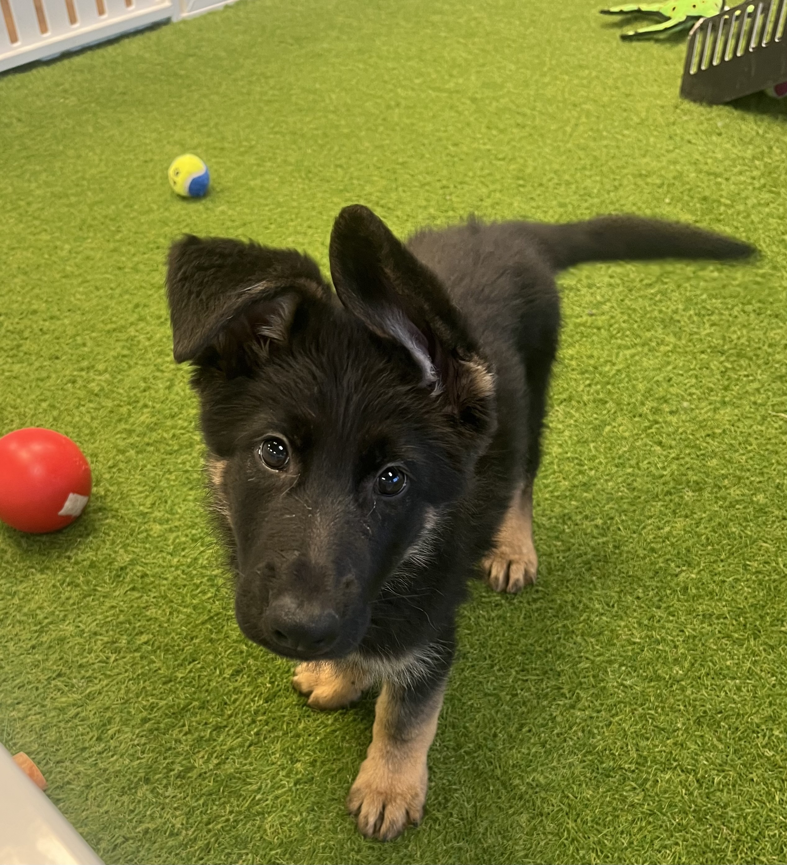 german shepherd puppy weeks