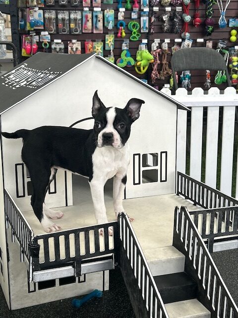 [#243107-04] Black / White F Boston Terrier Puppies For Sale