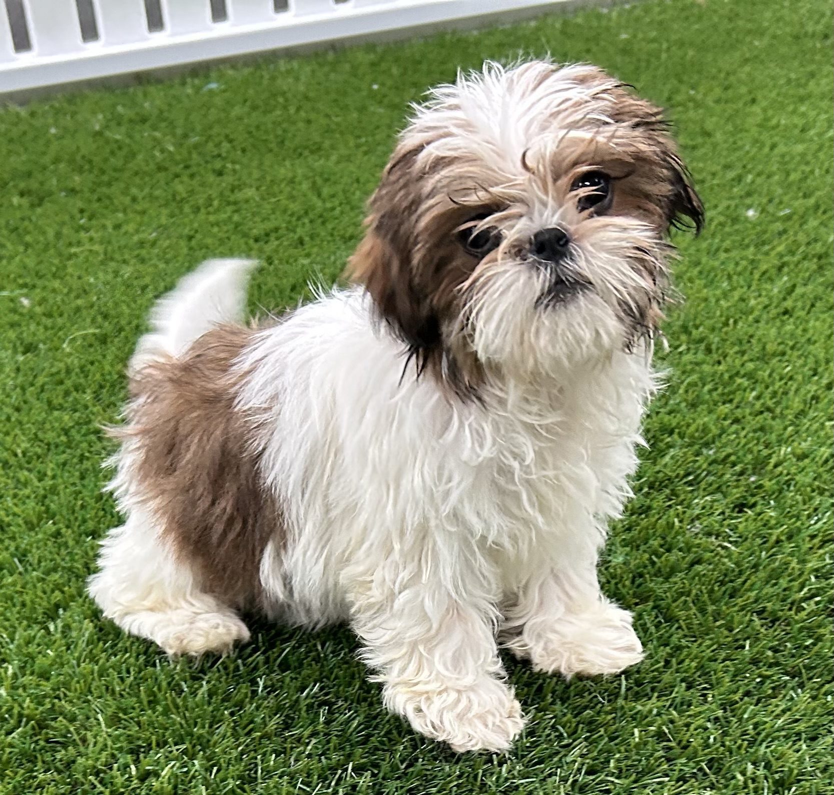 Available for Adoption Rachel Image #1