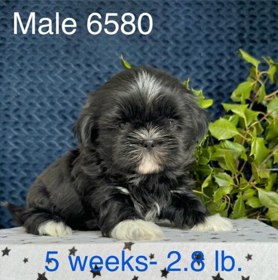 [#2575-02] Black / White M Shih Tzu Puppies For Sale