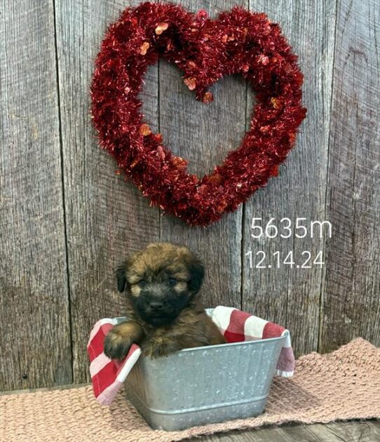 [#2588-02] Wheaten M Soft Coated Wheaten Terrier Puppies For Sale