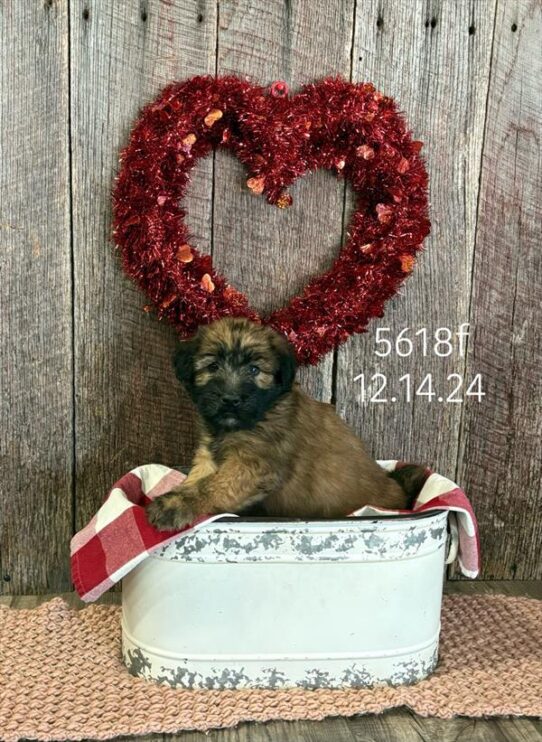 [#2588-04] Wheaten F Soft Coated Wheaten Terrier Puppies For Sale