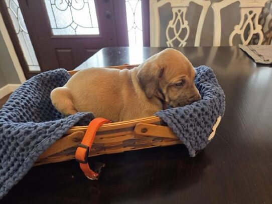 [#2598-03] Fawn M Great Dane Puppies For Sale