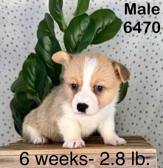 [#25116-02] Red / White M Pembroke Welsh Corgi Puppies For Sale