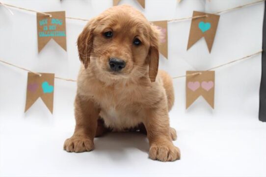 [#25464-09] Golden F Golden Retriever Puppies For Sale