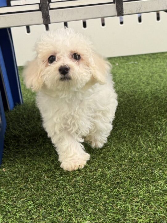 [#25115-03] White M Bichon Frise Puppies For Sale