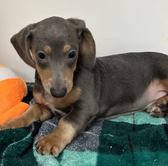 [#2599-02] Blue / Tan M Dachshund Puppies For Sale