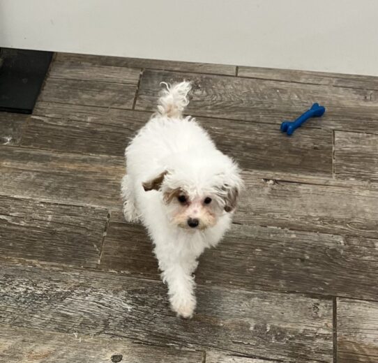 [#243171-03] White / Apricot M Poodle Mini Puppies For Sale