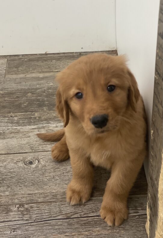 [#25464-04] Golden M Golden Retriever Puppies For Sale