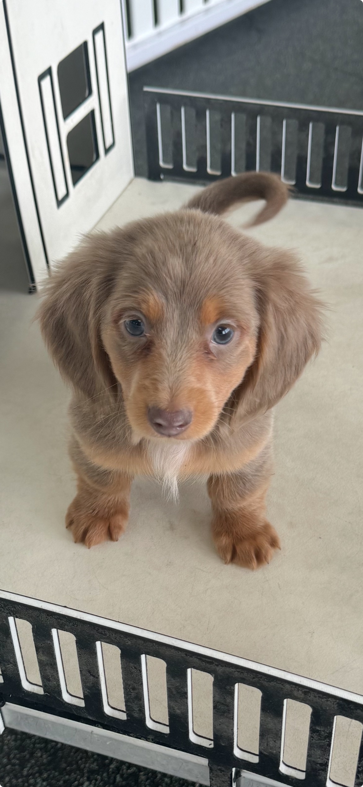 [#25100-02] Red M Dachshund Puppies For Sale