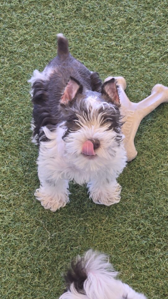 [#25204-01] Chocolate / White M Miniature Schnauzer Puppies For Sale