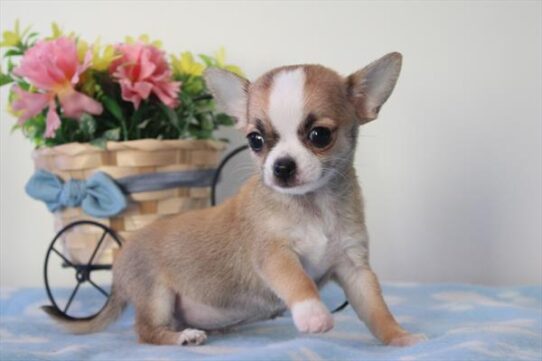 [#243285-03] Sable / White F Chihuahua Puppies For Sale