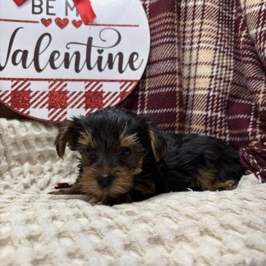 [#2565-03] Black / Tan M Yorkshire Terrier Puppies For Sale