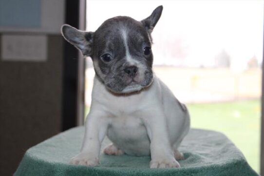 [#25147-04] Pied M French Bulldog Puppies For Sale