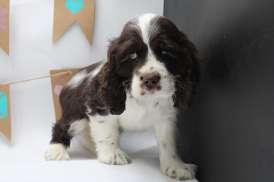 [#25137-03] Chocolate / White M Cocker Spaniel Puppies For Sale
