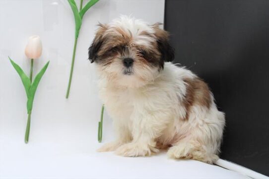 [#243309-02] Brown / White F Shih Tzu Puppies For Sale