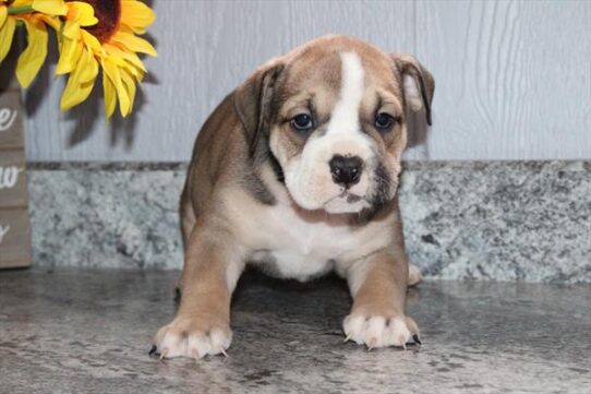 [#25237-09] Fawn / White F Victorian Bulldog Puppies For Sale