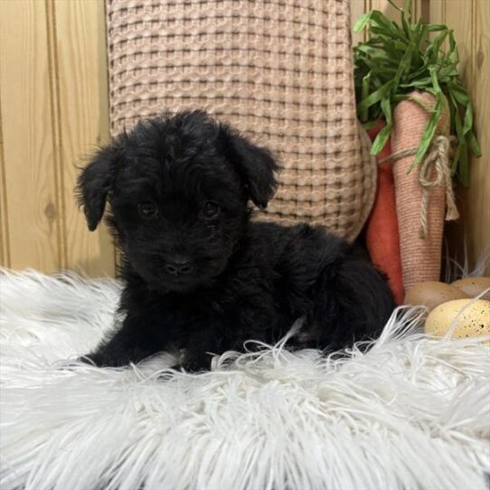 [#25165-01] Black M Yorkiepoo Puppies For Sale