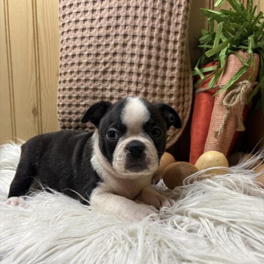 [#25293-01] Black / White M Boston Terrier Puppies For Sale
