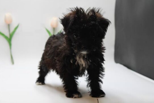 [#25155-02] Black / White F Poodle Mini Puppies For Sale