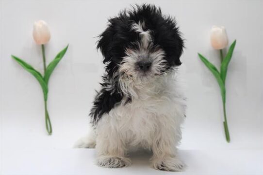 [#25223-06] Black / White F Havanese Puppies For Sale