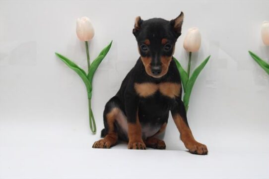 [#25130-04] Black / Tan M Miniature Pinscher Puppies For Sale