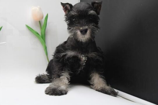[#25203-04] Black Silver F Miniature Schnauzer Puppies For Sale