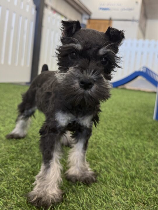 [#25203-05] Black Silver F Miniature Schnauzer Puppies For Sale