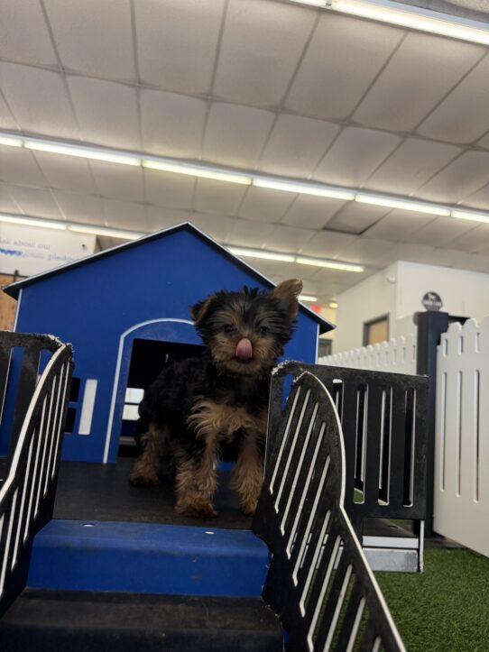 [#2510-01] Black / Tan M Yorkshire Terrier Puppies For Sale