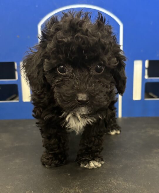 [#25175-01] Black / White M Poodle Mini Puppies For Sale