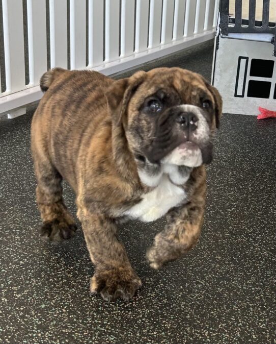 [#25303-01] Brindle F English Bulldog Puppies For Sale