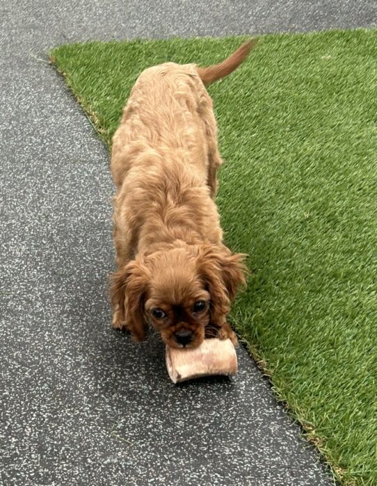 [#25511-03] Ruby M Cavalier King Charles Spaniel Puppies For Adoption