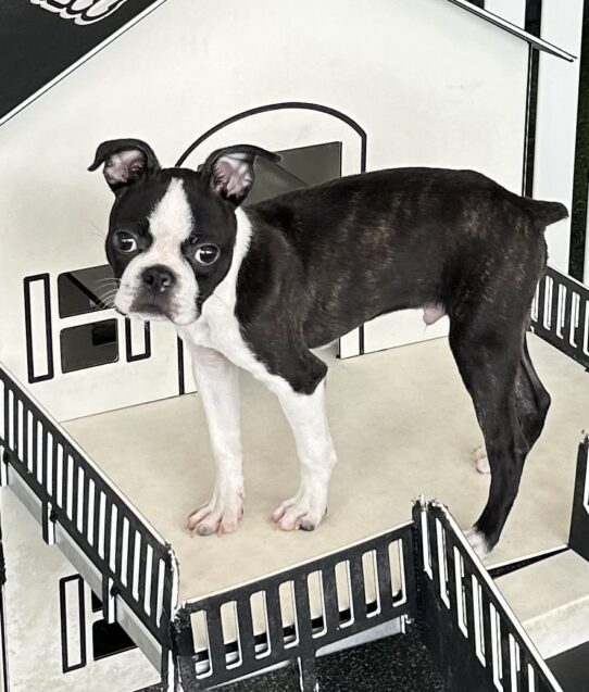 [#25293-01] Black / White M Boston Terrier Puppies For Adoption
