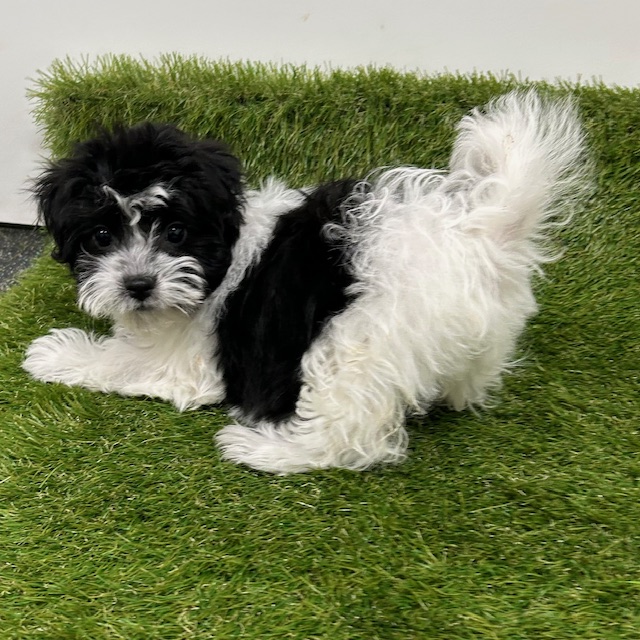 Available for Adoption Monica Image #1