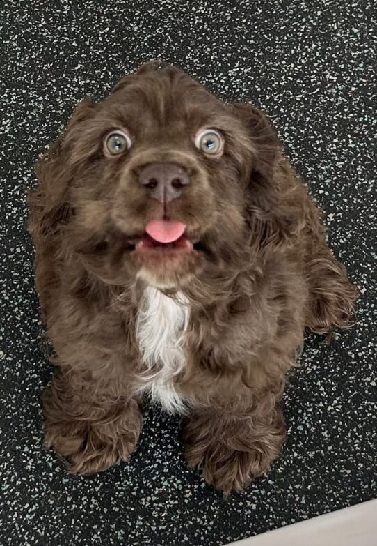 [#25409-01] Chocolate M Cocker Spaniel Puppies For Adoption