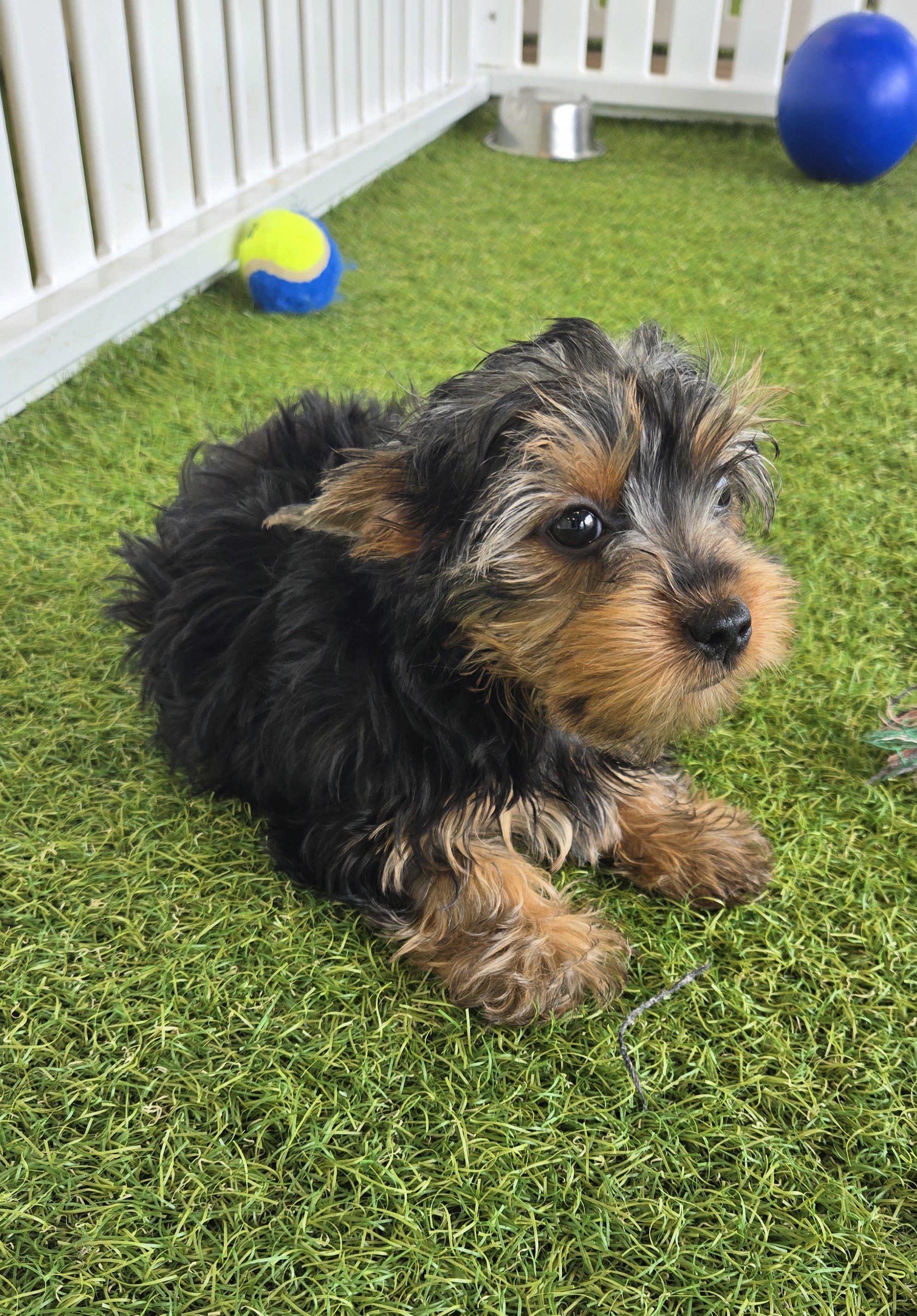 [#25487-03] Black / Tan F Yorkshire Terrier Puppies For Adoption