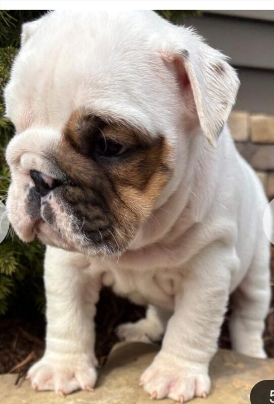 [#25865-01] White / Fawn M English Bulldog  Puppies For Adoption
