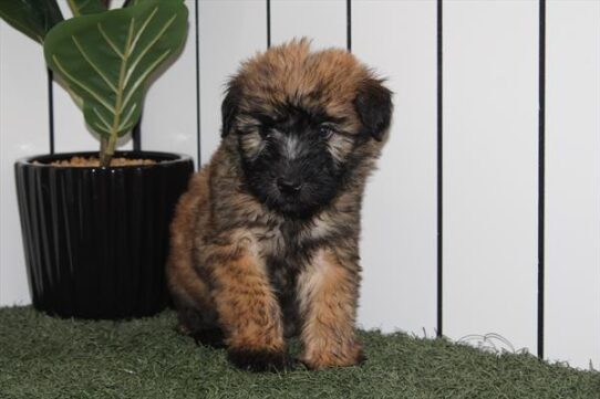[#25583-08] Wheaten F Soft Coated Wheaten Terrier Puppies For Adoption